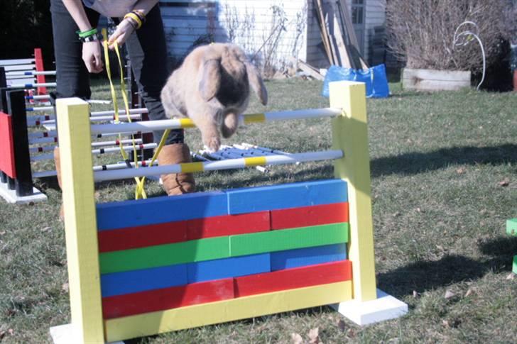 Kanin Tom K. - Tom hopper over muren - 50 cm. billede 4