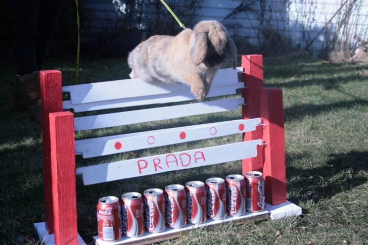 Kanin Tom K. - Tom hopper over cola-springet. billede 5