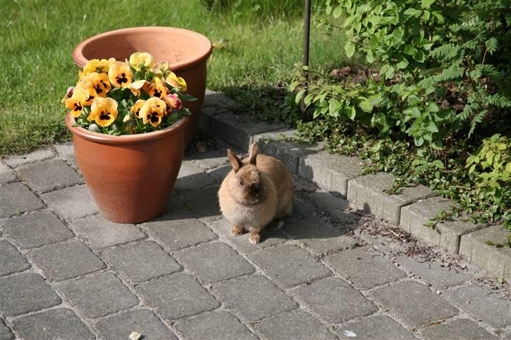 Kanin Rubin - Bubben er stukket af fra buret <3 billede 14