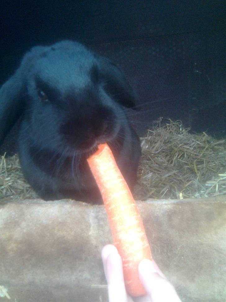 Kanin snøvsen billede 1