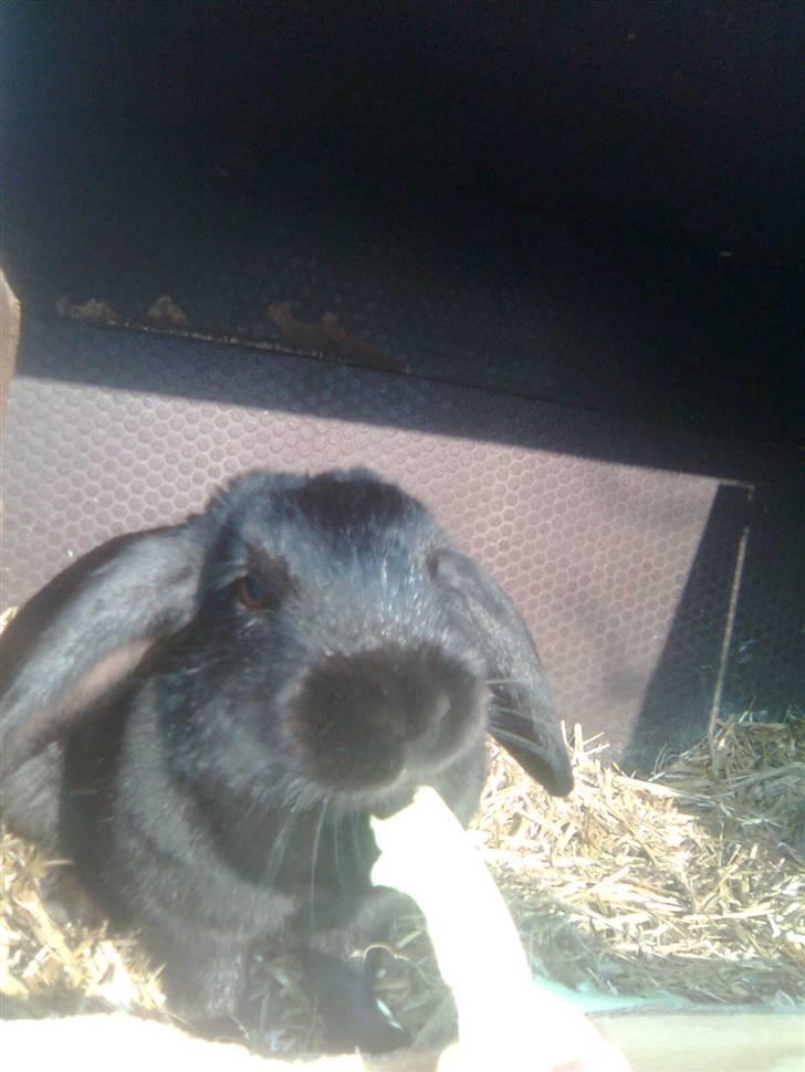 Kanin snøvsen billede 2