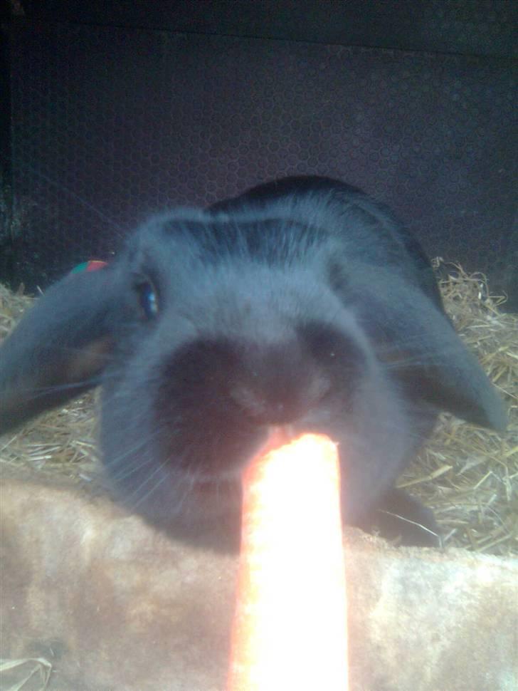 Kanin snøvsen billede 4