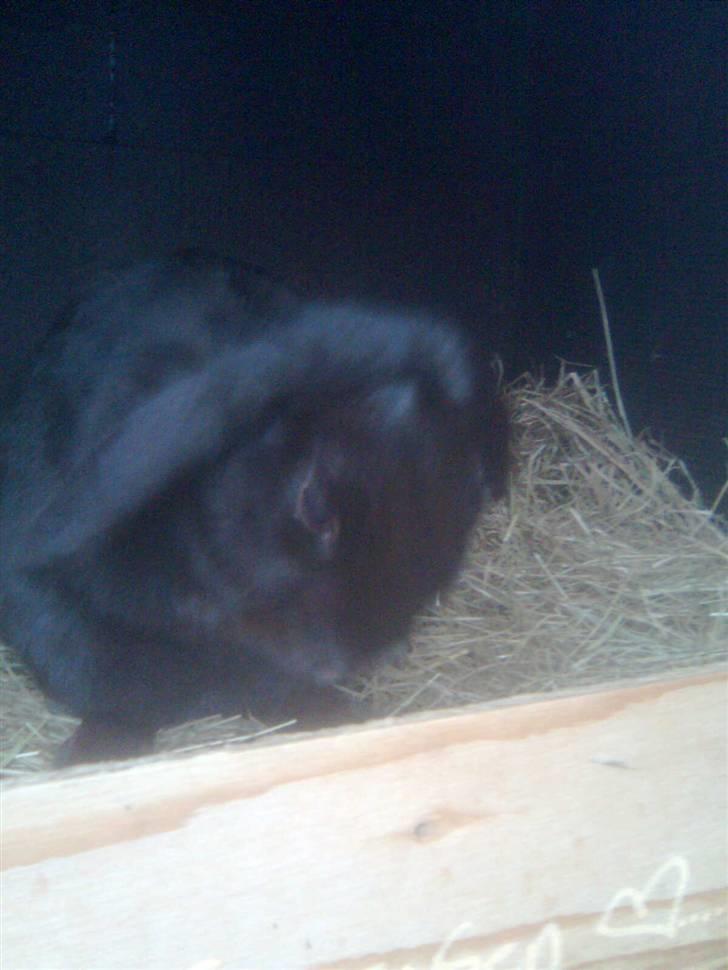 Kanin snøvsen billede 5