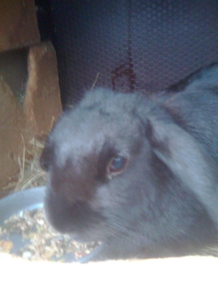 Kanin snøvsen billede 6