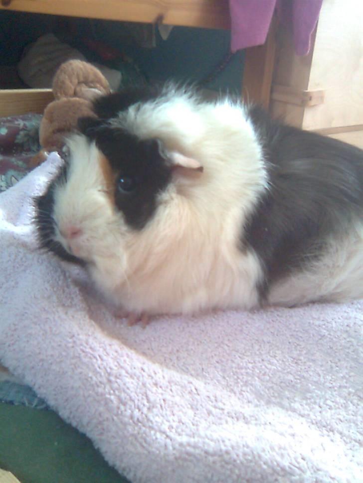 Marsvin Krølle billede 9