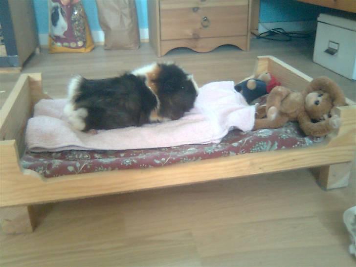 Marsvin Krølle billede 10