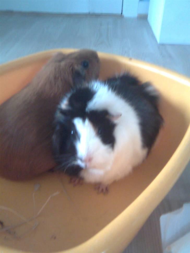 Marsvin Krølle billede 11