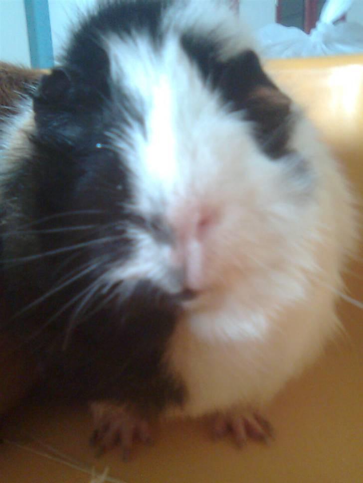 Marsvin Krølle billede 12