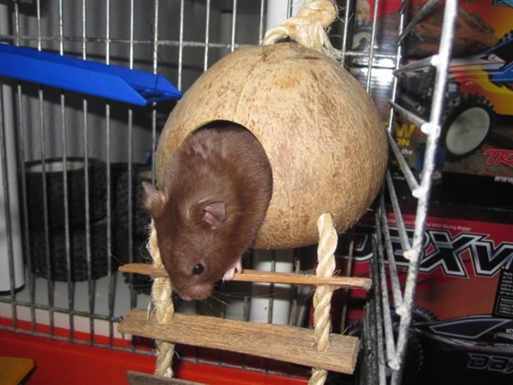 Hamster Malthes Brownie - 22 / 4 / 2011 billede 9