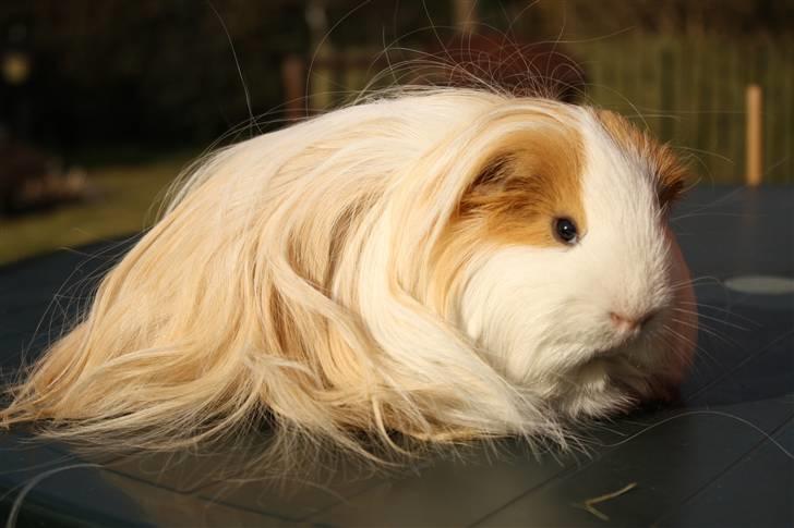 Marsvin Loui - Sådan ser han ud nu ;D billede 1