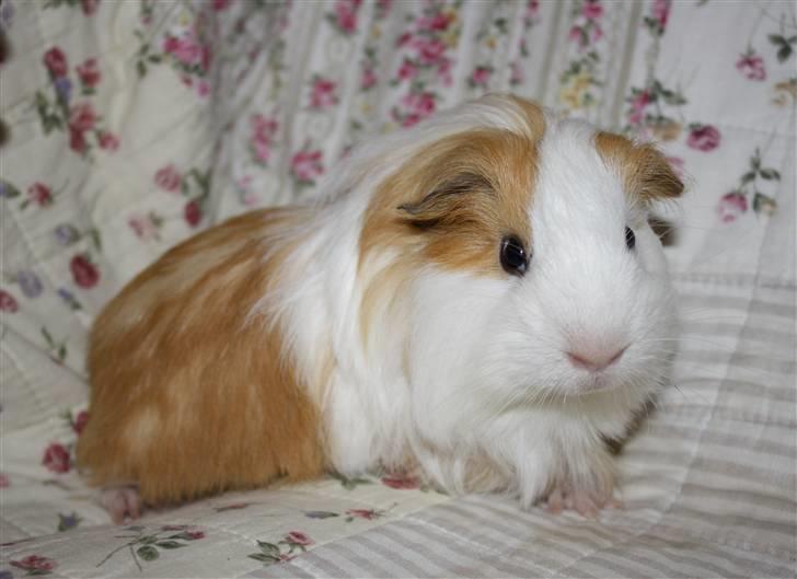 Marsvin Loui - som lille bebs ;D <3 billede 3