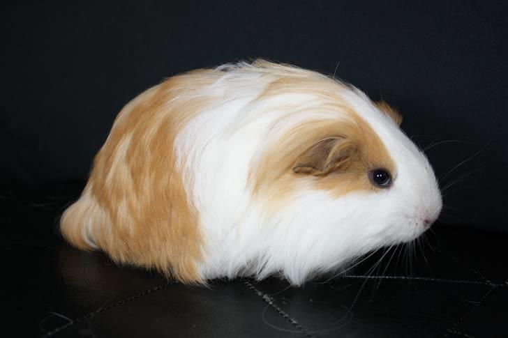 Marsvin Loui - Også en lille baby der :D billede 4