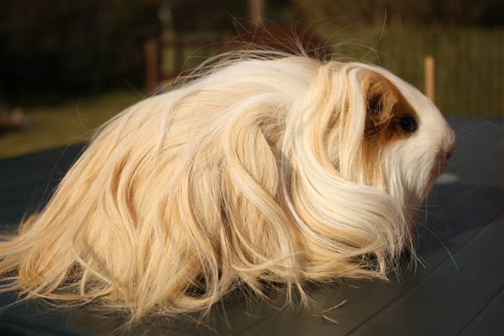 Marsvin Loui - Som han ser ud nu :D Smuuk! billede 5