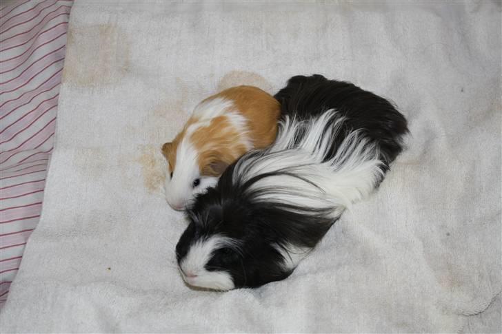 Marsvin Loui - Som helt lille baby, på 4 uger (: billede 6