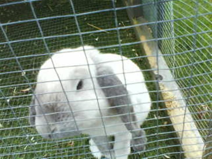 Kanin Nuller † R.I.P. - Nuller i løbegård billede 5