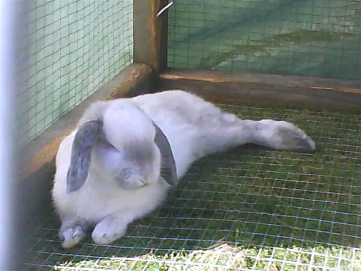 Kanin Nuller † R.I.P. - Total afslapning <3 billede 6