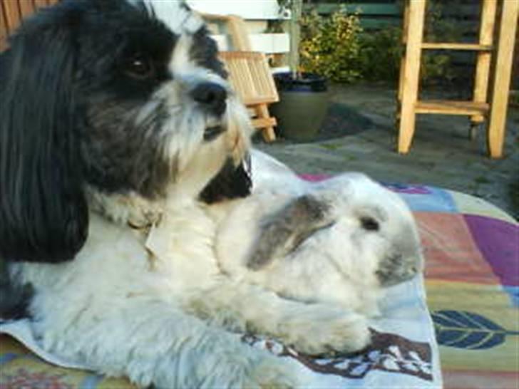 Kanin Nuller † R.I.P. - hygge, hygge, hygge billede 7