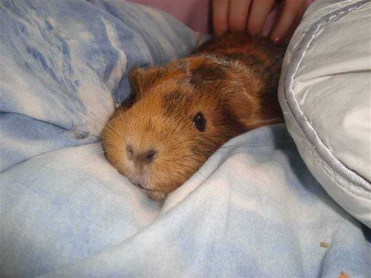 Marsvin Pjuske (tykke) billede 1