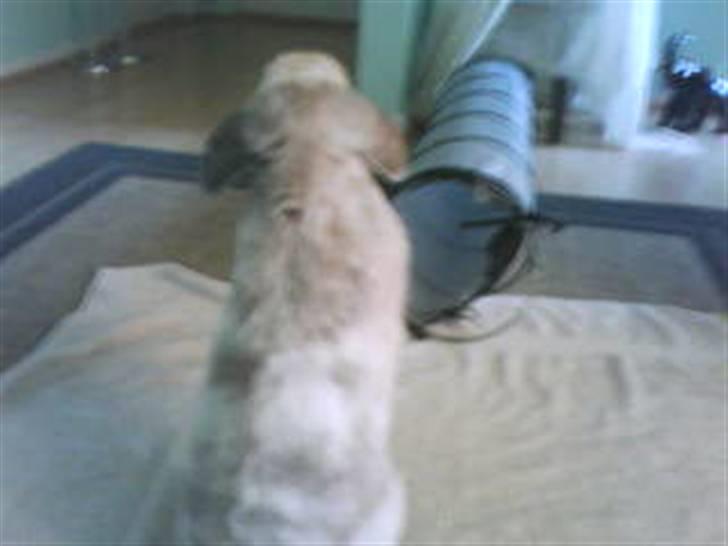 Kanin Nuller † R.I.P. - hvad ser du Nuller? billede 9