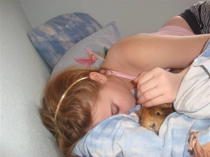 Marsvin Pjuske (tykke) billede 2