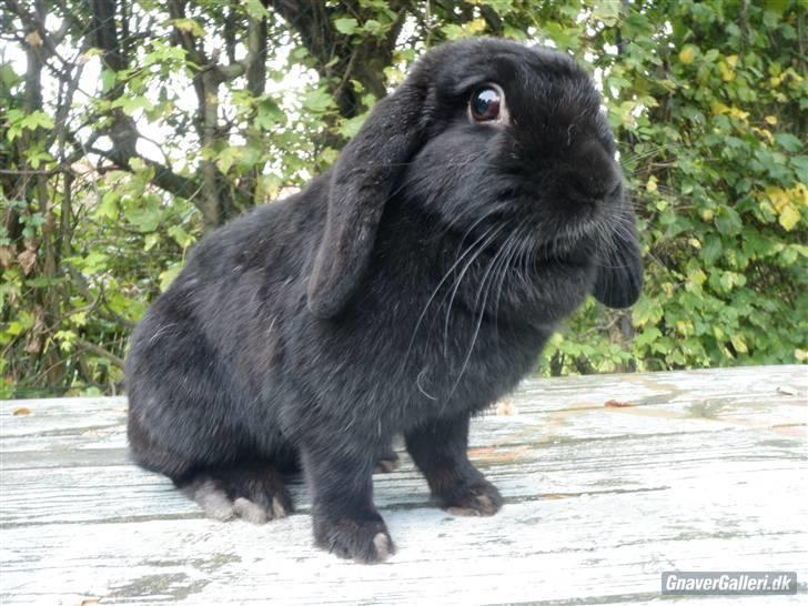 Kanin COOKIE <3 - foto jose billede 5