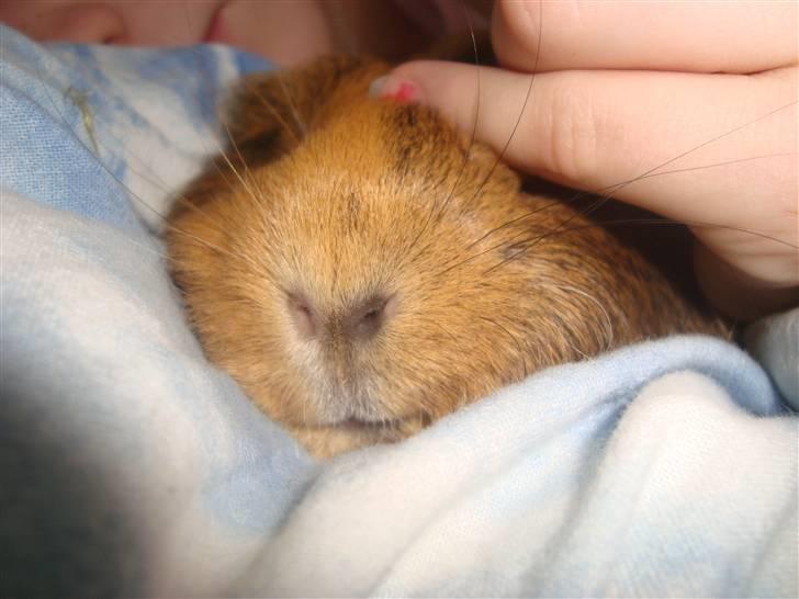 Marsvin Pjuske (tykke) billede 3