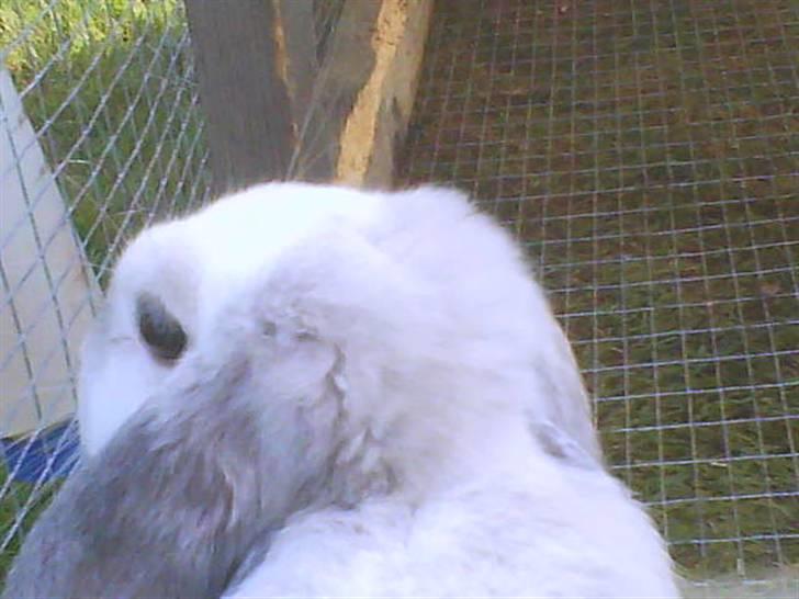 Kanin Nuller † R.I.P. - Nuller mus <3 billede 10