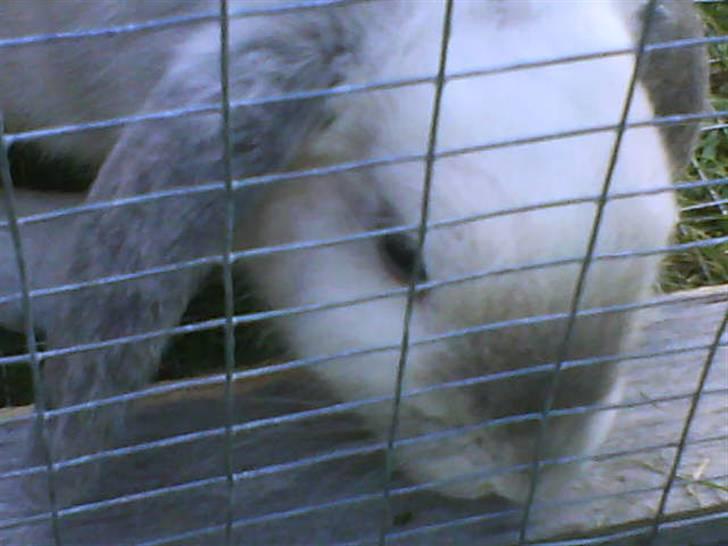 Kanin Nuller † R.I.P. billede 11