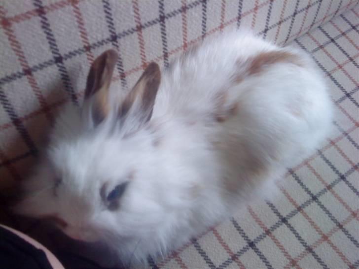 Kanin Guldmann's Sheba billede 15