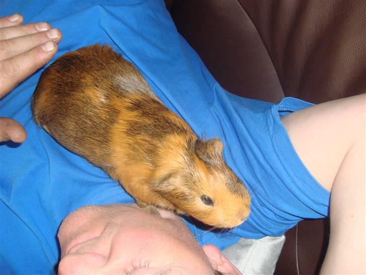 Marsvin Pjuske (tykke) billede 4