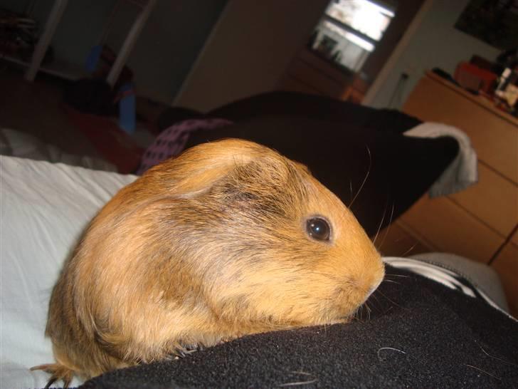 Marsvin Pjuske (tykke) billede 5