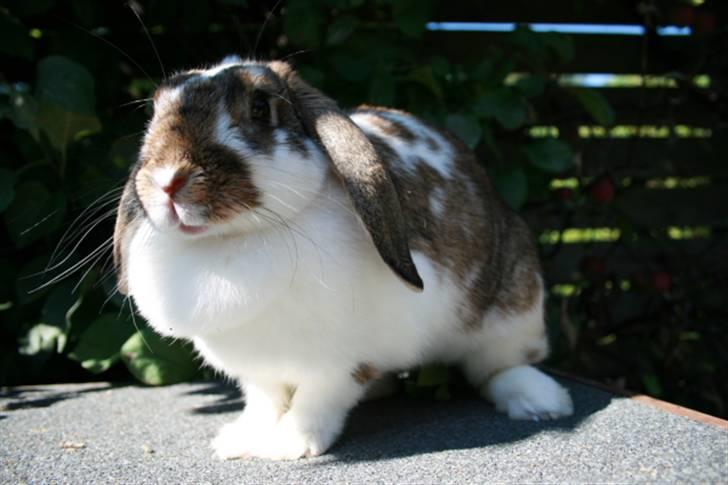 Kanin Prada's Nesta - Fine men tykke Nesta. billede 1