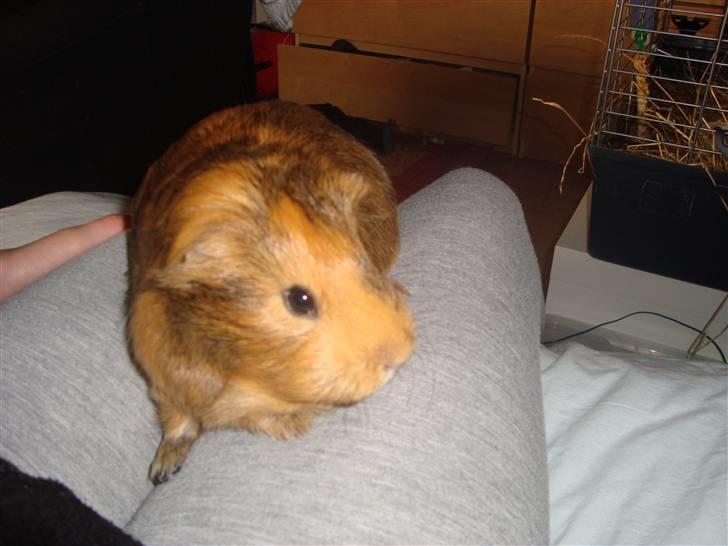 Marsvin Pjuske (tykke) billede 6