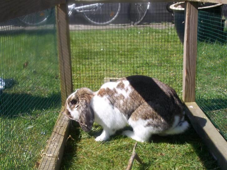 Kanin Prada's Nesta - Nesta i løbegård. billede 2