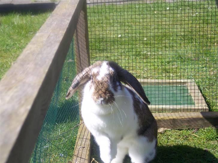 Kanin Prada's Nesta - Nesta i løbegård. billede 3