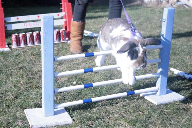 Kanin Prada's Nesta - Nesta hopper enkelt. billede 4