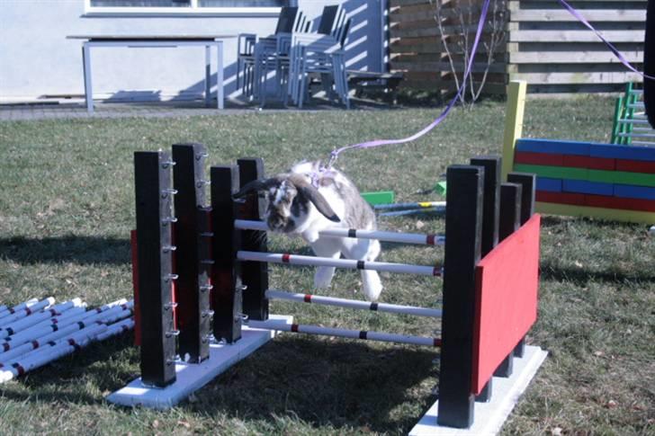 Kanin Prada's Nesta - Nesta hopper 4´eren. billede 5