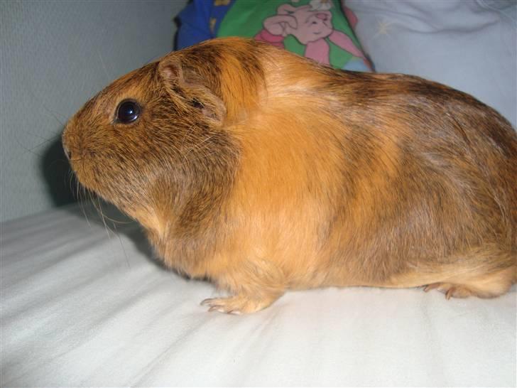 Marsvin Pjuske (tykke) billede 7