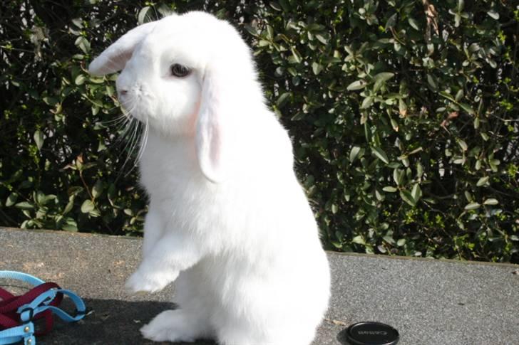 Kanin Betty Boop - Betty hygger. billede 1