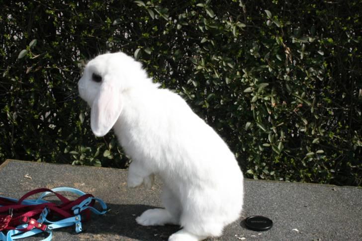 Kanin Betty Boop - Betty hygger. billede 2