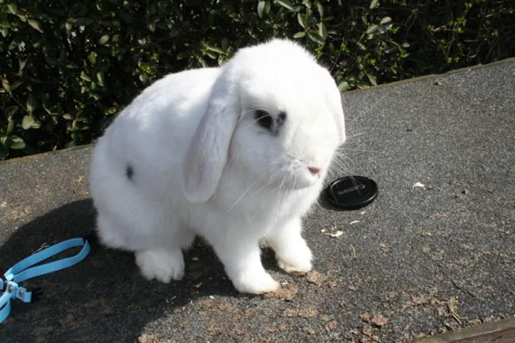 Kanin Betty Boop - Betty hygger. billede 3