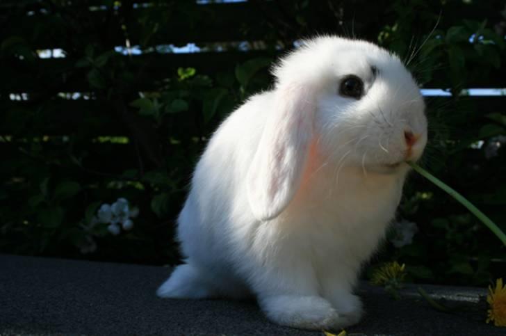 Kanin Betty Boop - Betty spiser mælkebøtter. billede 4