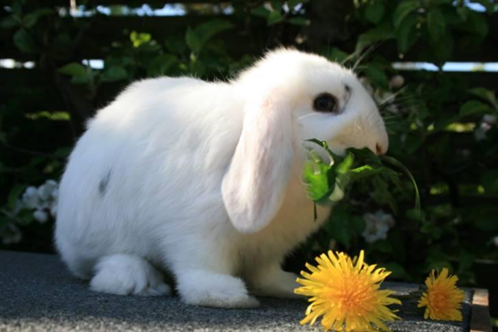 Kanin Betty Boop - Betty spiser mælkebøtter. billede 5