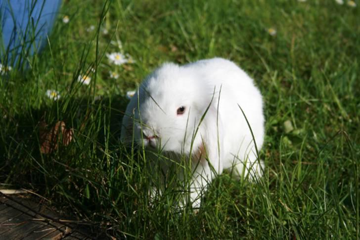 Kanin Betty Boop - Betty hygger. billede 6