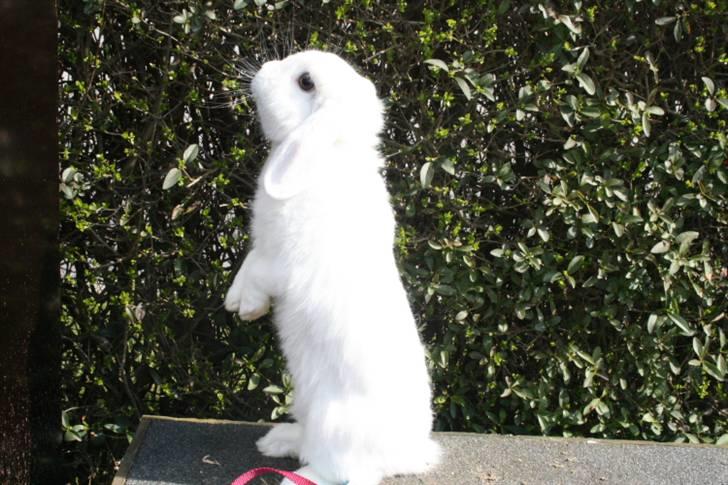 Kanin Betty Boop - Betty hygger. billede 7