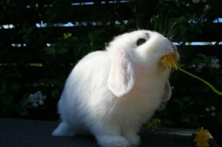 Kanin Betty Boop - Betty spiser mælkebøtter. billede 8