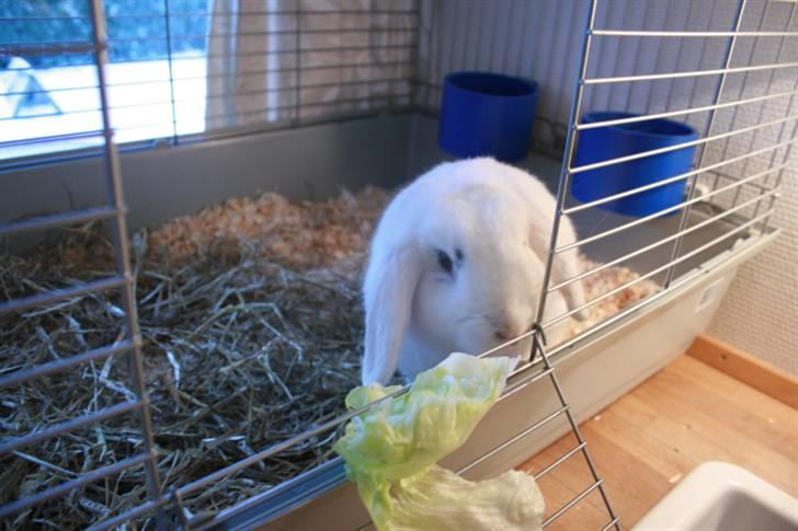 Kanin Betty Boop - Betty da hun skulle til at have unger indendørs. billede 9