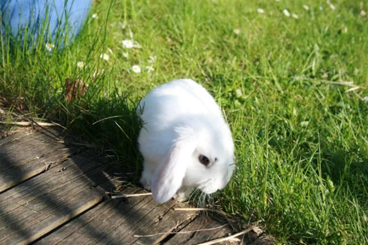 Kanin Betty Boop - Smukke betty. billede 10