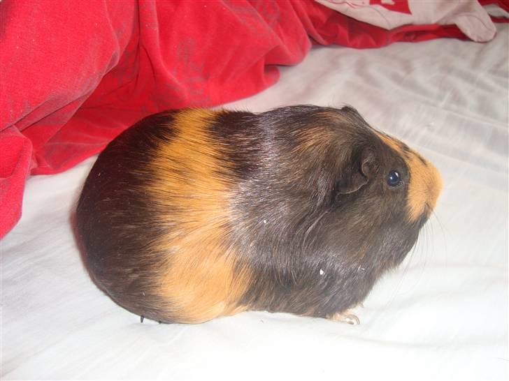 Marsvin Tessa (smukke) billede 1