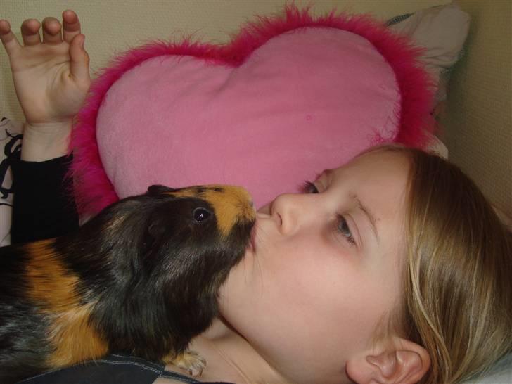 Marsvin Tessa (smukke) billede 2